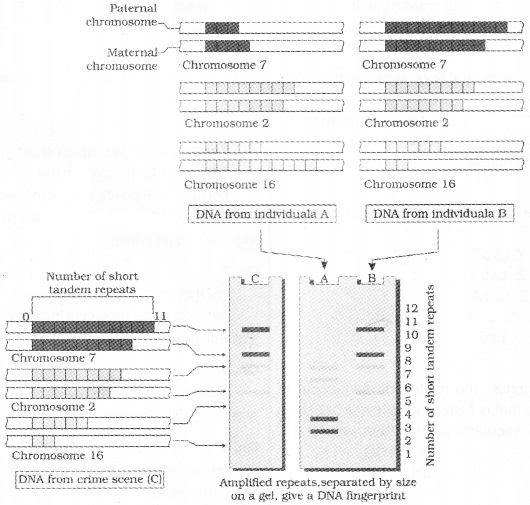 Plus Two Zoology Notes Chapter 4 Molecular Basis of Inheritance 20