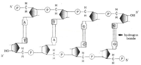 Plus Two Zoology Notes Chapter 4 Molecular Basis of Inheritance 3