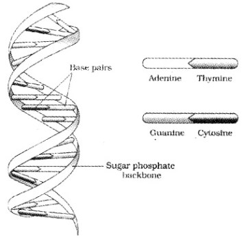 Plus Two Zoology Notes Chapter 4 Molecular Basis of Inheritance 4