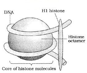 Plus Two Zoology Notes Chapter 4 Molecular Basis of Inheritance 5