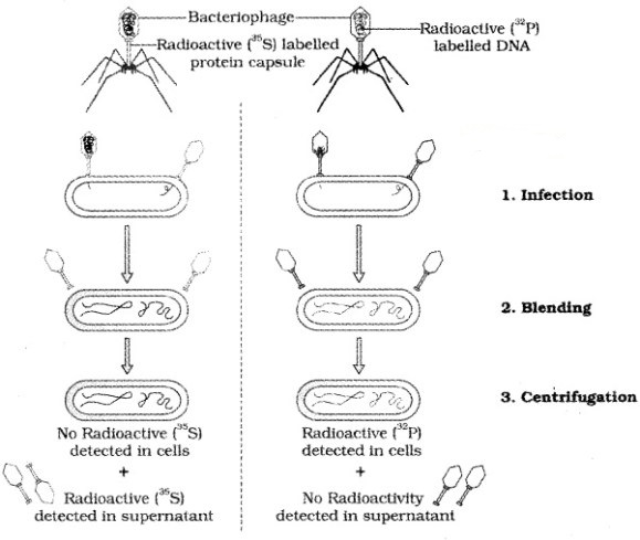 Plus Two Zoology Notes Chapter 4 Molecular Basis of Inheritance 7