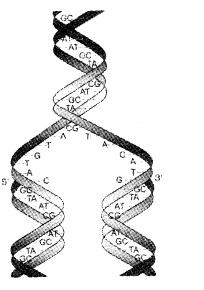 Plus Two Zoology Notes Chapter 4 Molecular Basis of Inheritance 8