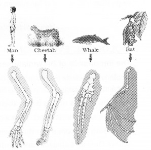 Plus Two Zoology Notes Chapter 5 Evolution 3