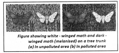 Plus Two Zoology Notes Chapter 5 Evolution 4