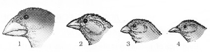 Plus Two Zoology Notes Chapter 5 Evolution 5