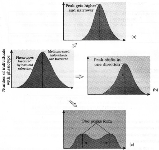 Plus Two Zoology Notes Chapter 5 Evolution 6