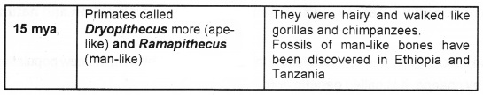 Plus Two Zoology Notes Chapter 5 Evolution 7