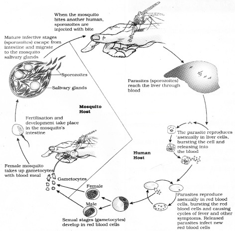 Plus Two Zoology Notes Chapter 6 Human Health and Disease 1