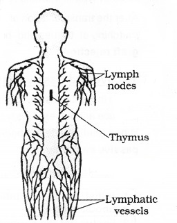 Plus Two Zoology Notes Chapter 6 Human Health and Disease 5