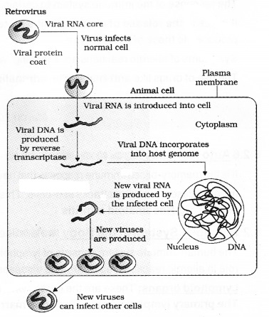 Plus Two Zoology Notes Chapter 6 Human Health and Disease 6