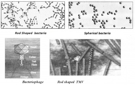 Plus Two Zoology Notes Chapter 7 Microbes in Human Welfare 2