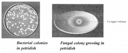 Plus Two Zoology Notes Chapter 7 Microbes in Human Welfare 3