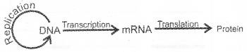 Plus Two Zoology Previous Year Question Paper March 2019, 2