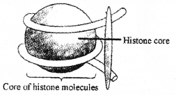 Plus Two Zoology Previous Year Question Paper March 2019, 3