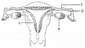 Plus Two Zoology Previous Year Question Paper March 2019, 4