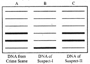 Plus Two Zoology Previous Year Question Paper March 2019, 7