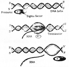 Plus Two Zoology Previous Year Question Paper March 2019, 8