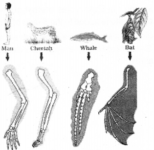 Plus Two Zoology Previous Year Question Paper Say 2018, 4