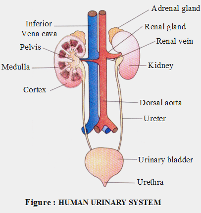 Process of Excretion in Human Body 1