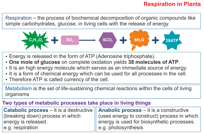 ICSE Solutions for Class 10 Biology - Photosynthesis 3