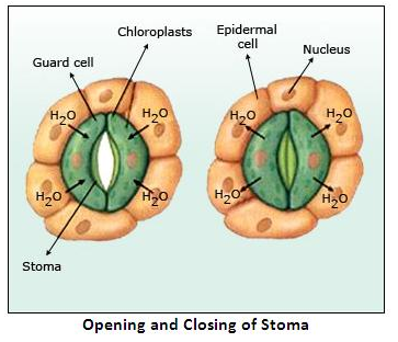 Selina Concise Biology Class 10 ICSE Solutions Absorption by Roots The Processes Involved image - 1