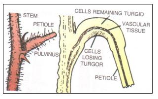 Selina Concise Biology Class 10 ICSE Solutions Absorption by Roots The Processes Involved image - 2