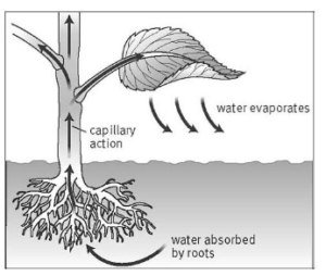 Selina Concise Biology Class 10 ICSE Solutions Absorption by Roots The Processes Involved image - 3