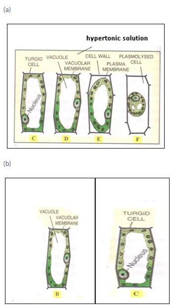 Selina Concise Biology Class 10 ICSE Solutions Absorption by Roots The Processes Involved image - 6