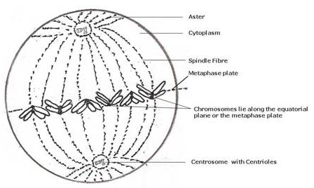 Selina Concise Biology Class 10 ICSE Solutions Cell Cycle, Cell Division and Structure of Chromosomes image - 2