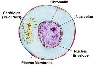 Selina Concise Biology Class 10 ICSE Solutions Cell Cycle, Cell Division and Structure of Chromosomes image - 3