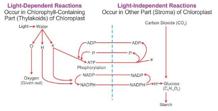 Selina Concise Biology Class 10 ICSE Solutions Photosynthesis Provider of Food for All image - 4