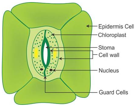 Selina Concise Biology Class 10 ICSE Solutions Photosynthesis Provider of Food for All image - 5