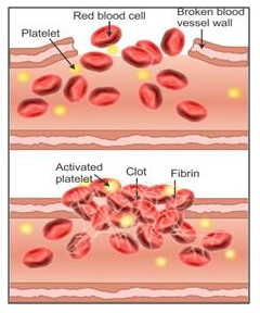 Selina Concise Biology Class 10 ICSE Solutions The Circulatory System image -1