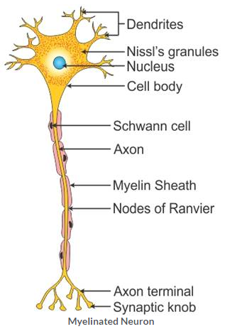 Selina Concise Biology Class 10 ICSE Solutions The Excretory System (Elimination of Body Wastes) image - 1