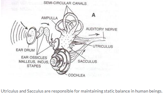 Selina Concise Biology Class 10 ICSE Solutions The Excretory System (Elimination of Body Wastes) image - 5