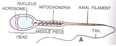 Selina Concise Biology Class 10 ICSE Solutions The Reproductive System image -2