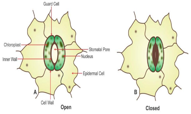 Selina Concise Biology Class 10 ICSE Solutions Transpiration image - 3