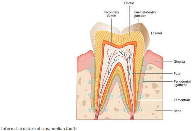 Selina Concise Biology Class 9 ICSE Solutions Digestive System 1