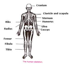 Selina Concise Biology Class 9 ICSE Solutions Movement And Locomotion 2