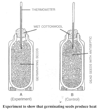 Selina Concise Biology Class 9 ICSE Solutions Respiration in Plants 1