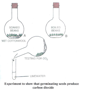 Selina Concise Biology Class 9 ICSE Solutions Respiration in Plants 2