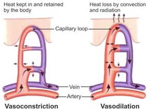 Selina Concise Biology Class 9 ICSE Solutions Skin- “The Jack of All Trades” 1