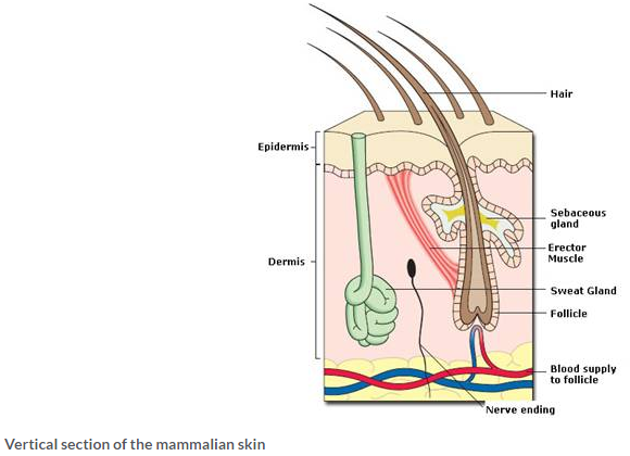 Selina Concise Biology Class 9 ICSE Solutions Skin- “The Jack of All Trades” 2