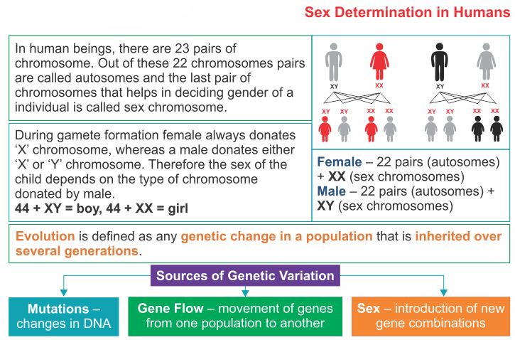 ICSE Solutions for Class 10 Biology - Fundamentals of Genetics 4