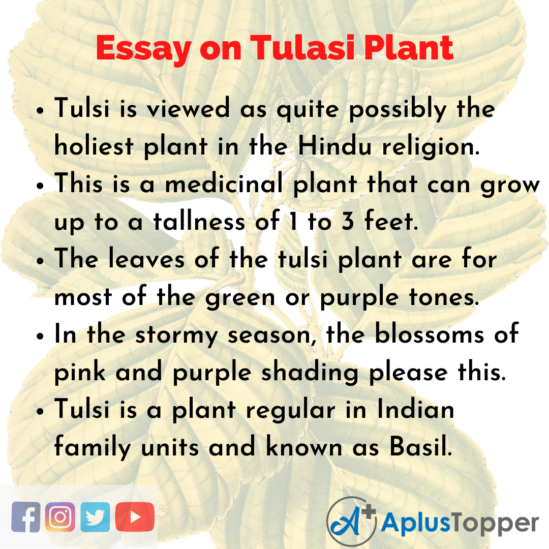 Short Essay on Tulasi Plant