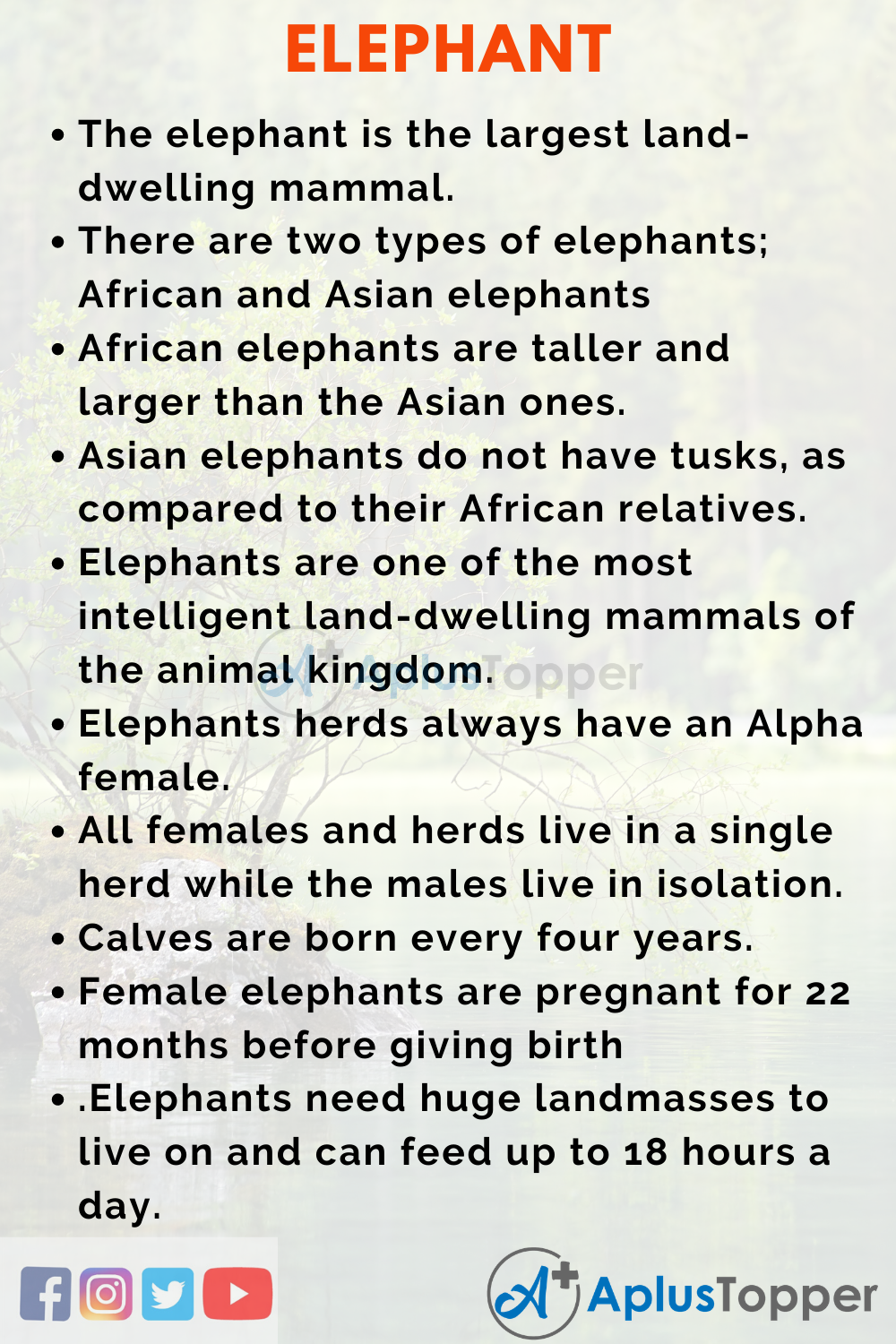 Speech about Elephant