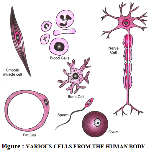 Structural Variations in Cells 1