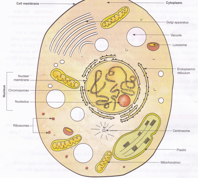 Structure of a Generalized Cell 1