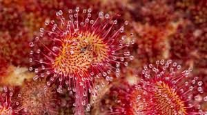 Sundew