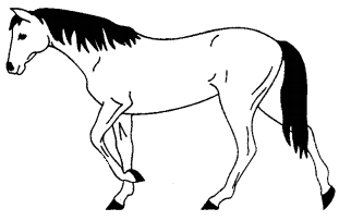 The Horse Essay